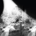 Godspeed You! Black Emperor – Asunder Sweet & Other Distress