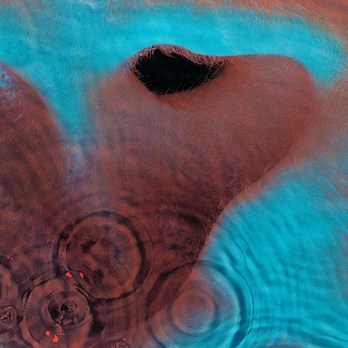 Pink Floyd – Meddle LP 180g Gatefold